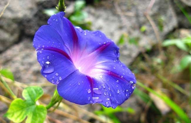 牵牛花什么时候开?