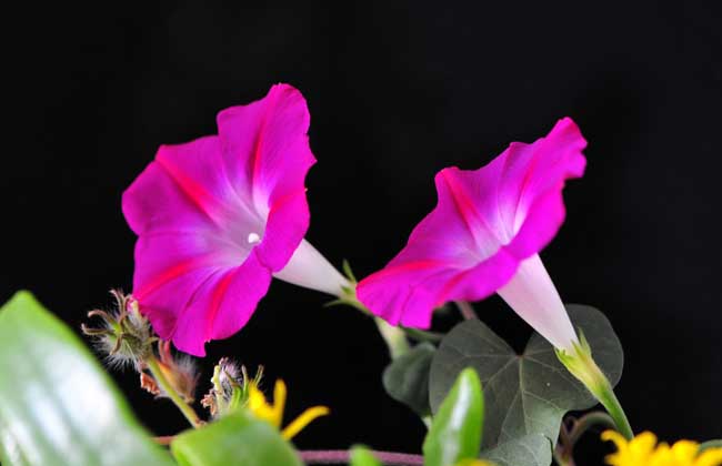 牵牛花的资料有哪些?