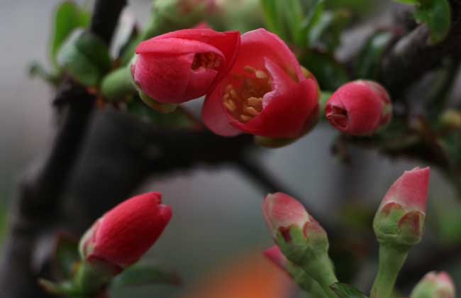 家里养梅花好吗?