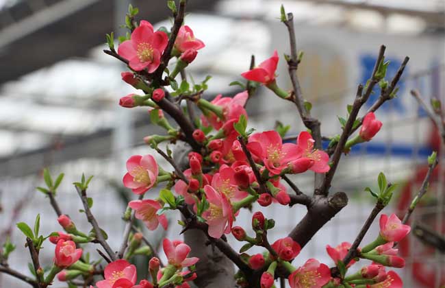 盆栽梅花怎么养?