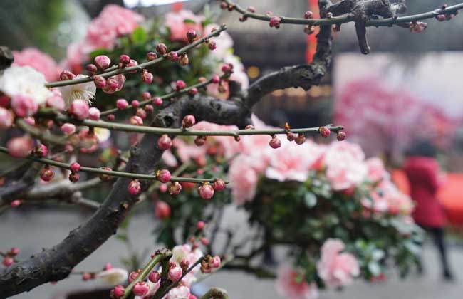 梅花什么时候开花?