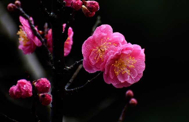 梅花的资料有哪些?