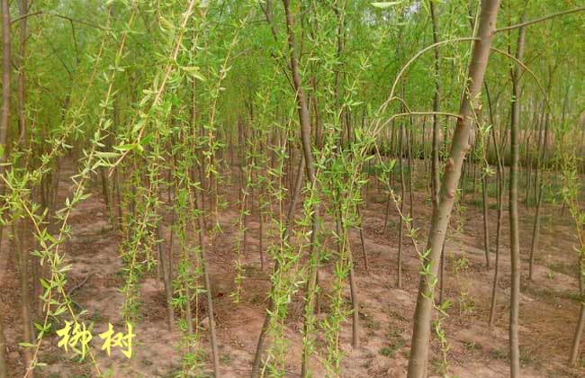 柳树的繁殖方法