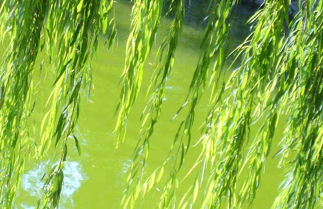 描写柳树的诗句有哪些?