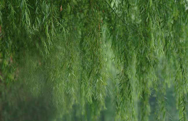 柳树的资料有哪些?