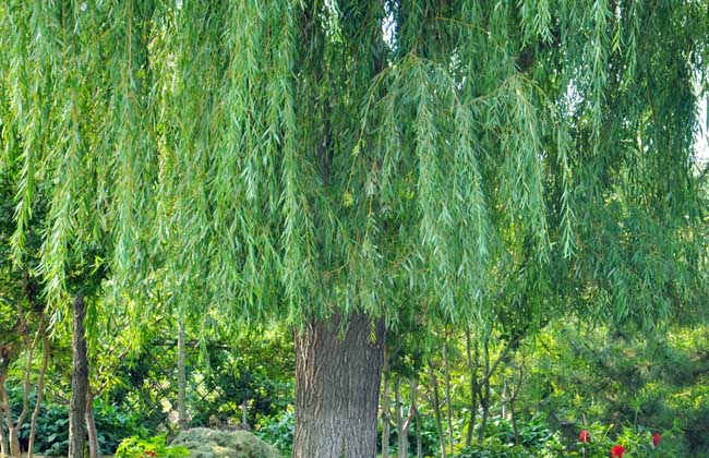 柳树的作用有哪些?