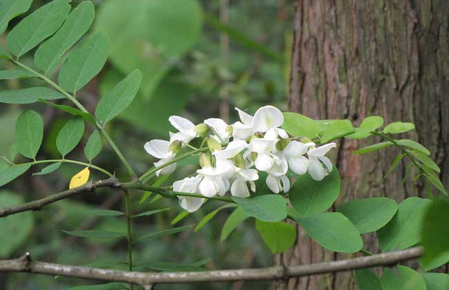槐花一般几月开花?