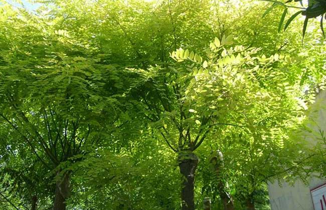 国槐产地分布有哪些?