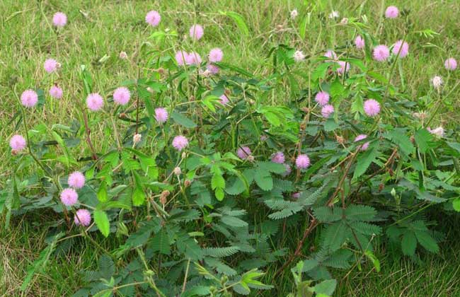 含羞草能放在卧室吗?