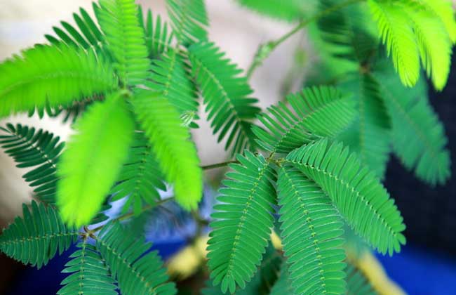 含羞草会开花吗?