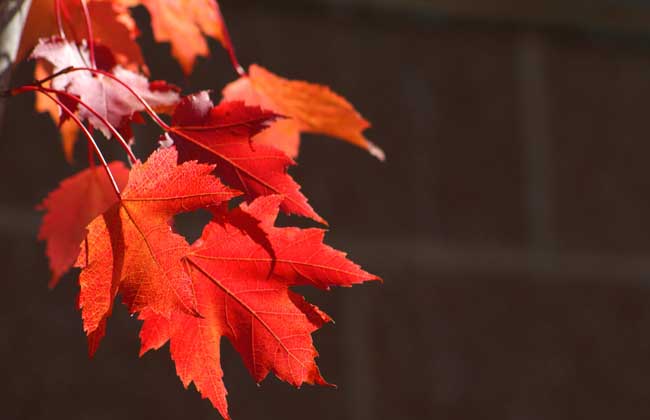 枫树叶为什么会变红?