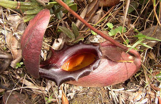 巨型猪笼草是什么植物?