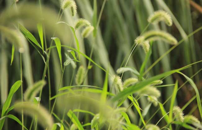 狗尾巴草是什么植物?