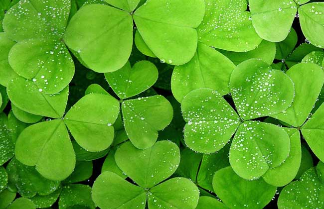 四叶草代表什么含义?