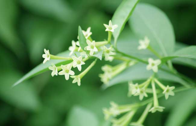 夜来香能放卧室吗?