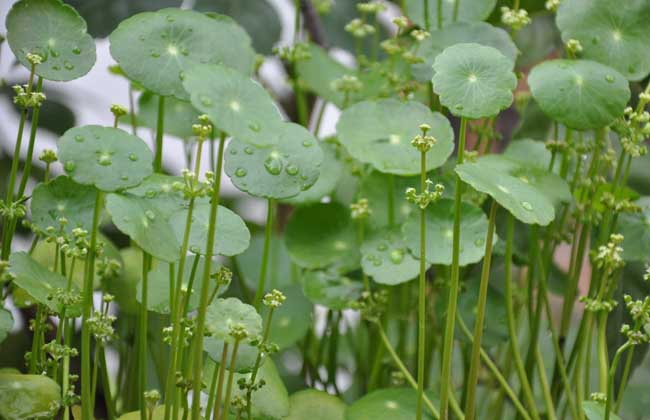 铜钱草的寓意是什么?