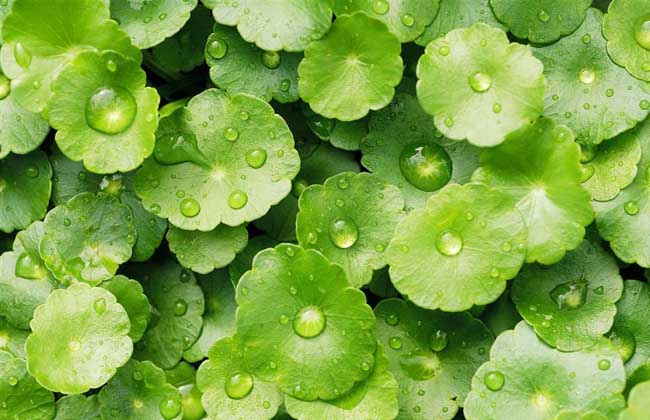 铜钱草种子怎么种?