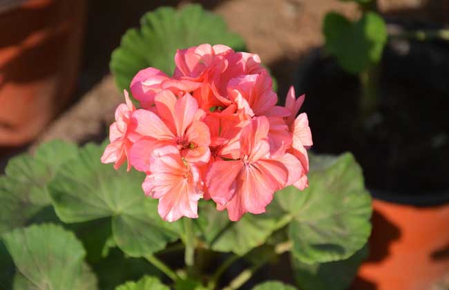 天竺葵能在室内养吗?