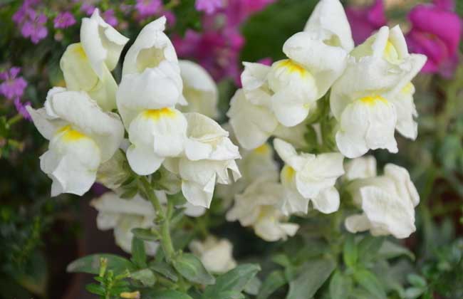 金鱼草的播种方法