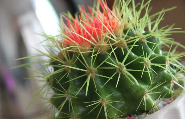 仙人球放在卧室好吗?