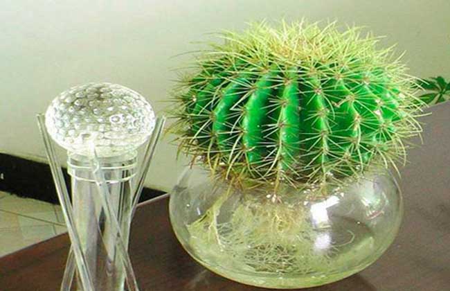 仙人球吸收甲醛吗?