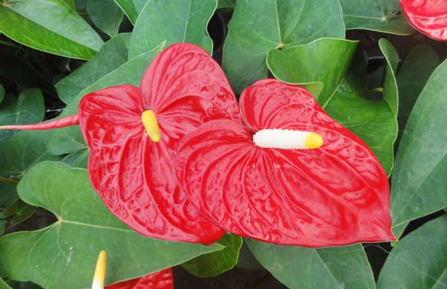 红掌的繁殖方法