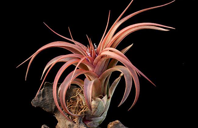 空气凤梨怎么养?