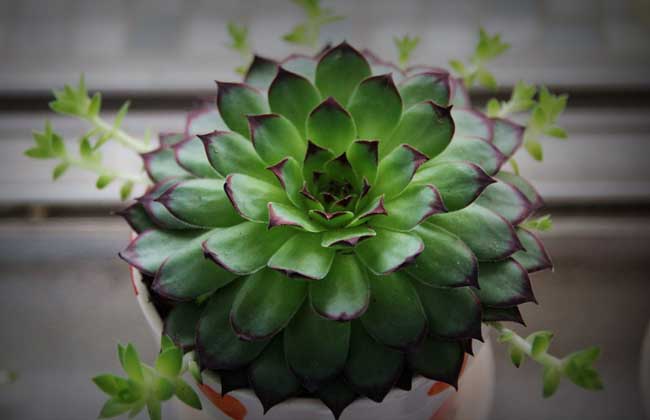 景天科观音莲有毒吗?