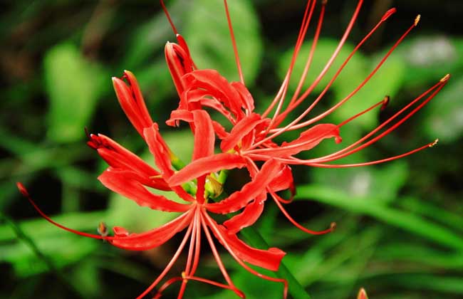 彼岸花什么时候开?