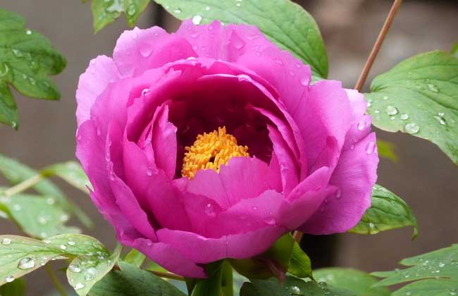 牡丹花怎么养？