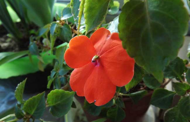 非洲凤仙花有毒吗?