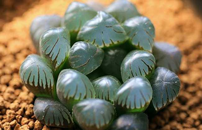 冰灯玉露怎么养?