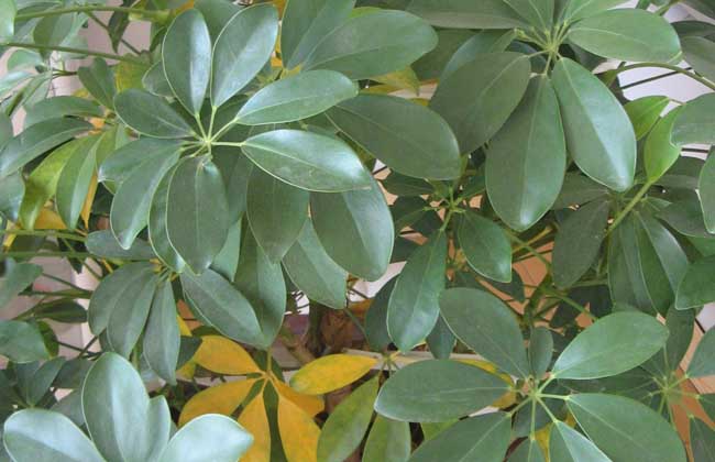 如何给发财树施肥?