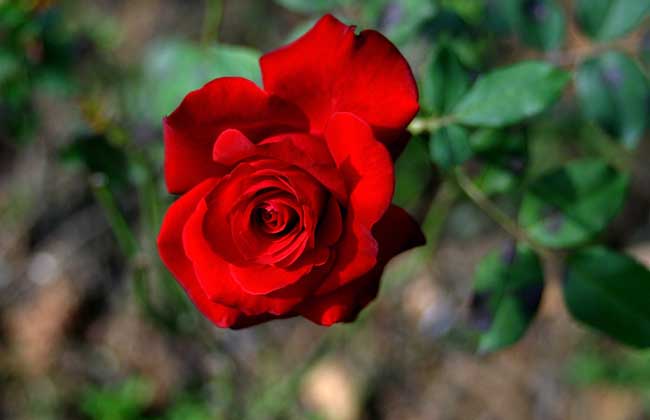 红玫瑰花语与不同朵数代表的意思