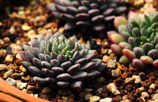 多肉植物什么时候浇水?