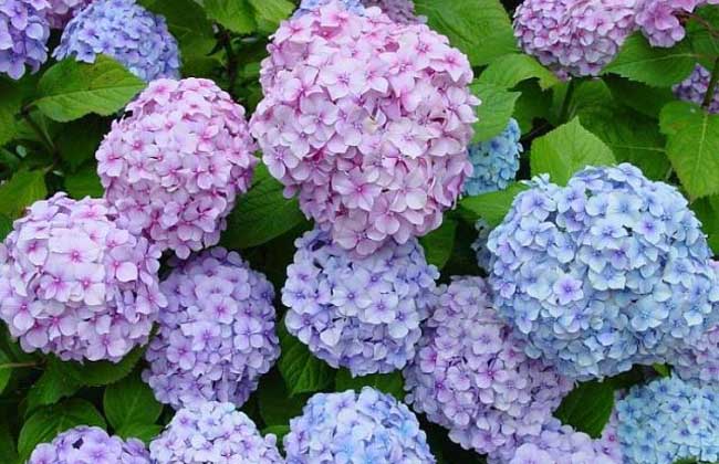 绣球花的花期是什么时候?