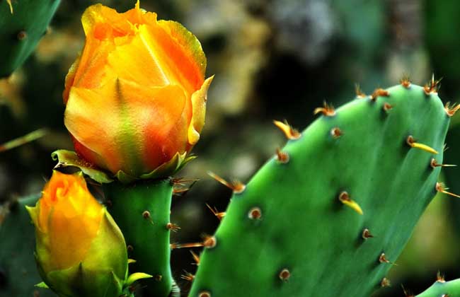 仙人掌的种类有哪些?