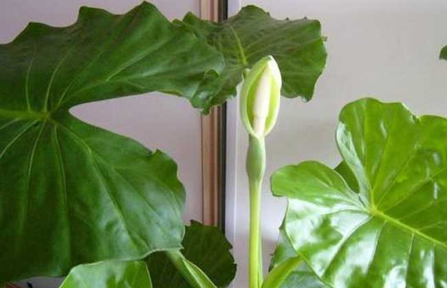 滴水观音烂根怎么办?