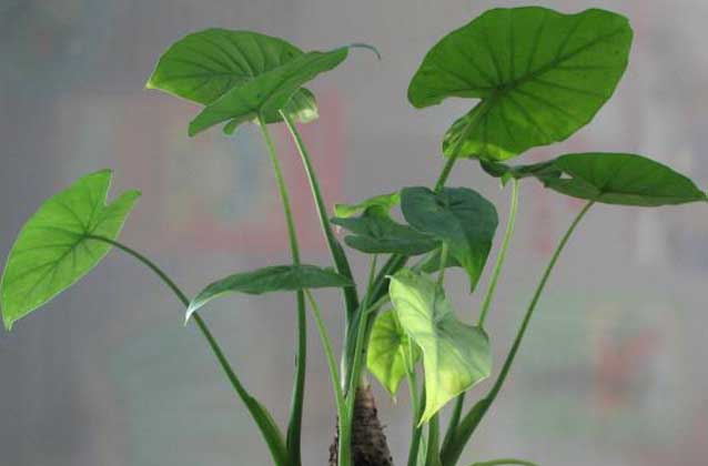 滴水观音为什么会滴水?