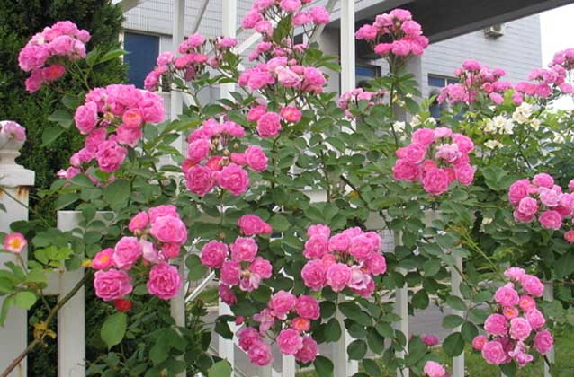 月季花什么时候开花?