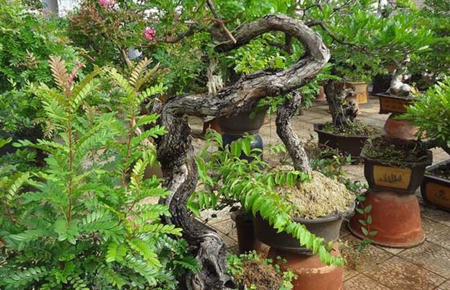 清香木开花吗？