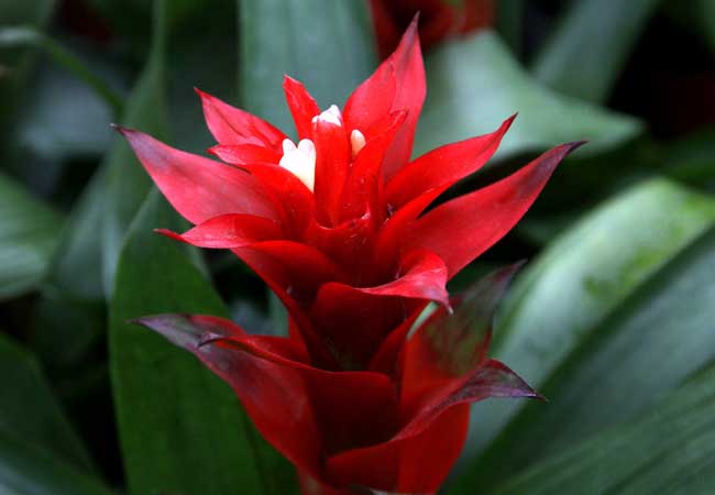 凤梨花的作用有哪些?