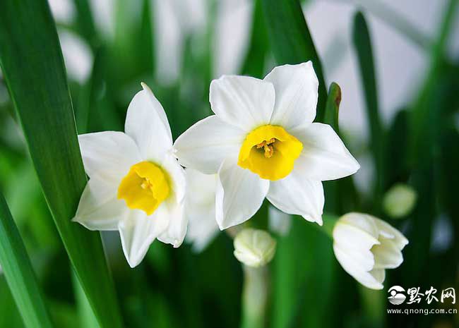 关于水仙花的诗歌有哪些?