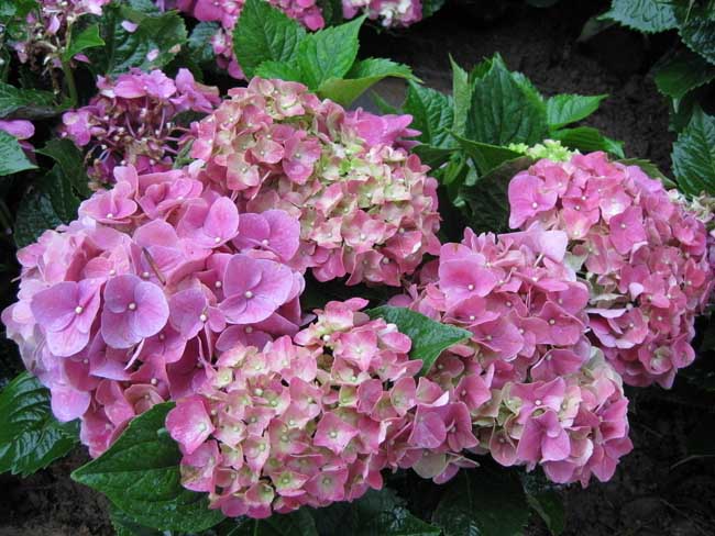 绣球花的繁殖方法有哪些？