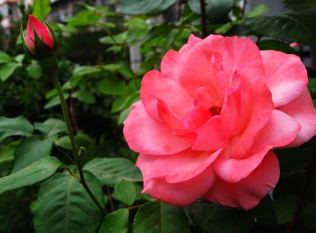 月季花种子怎么种?