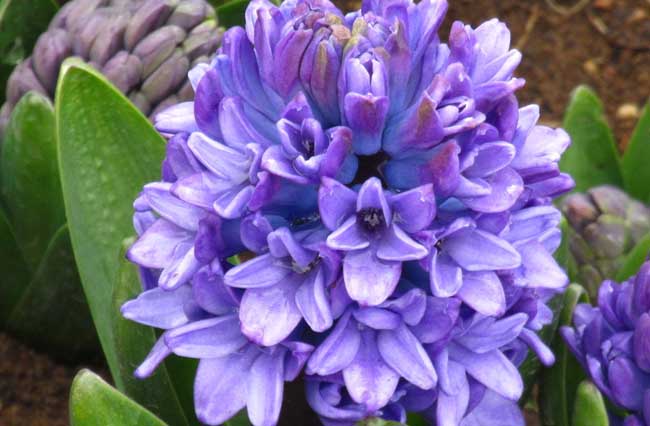 风信子的花语是什么?