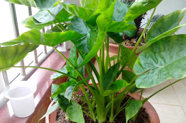 滴水观音叶子发黄怎么办?