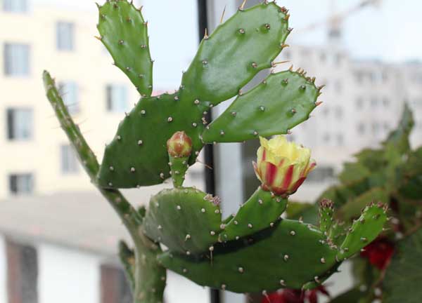 仙人掌怎么养最好?