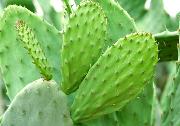 仙人掌的作用有哪些?