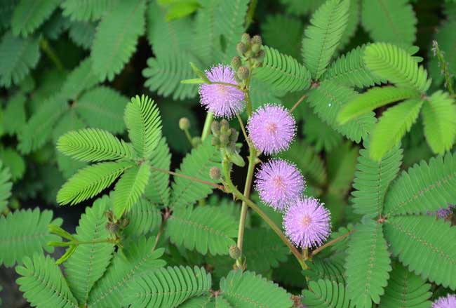 含羞草为什么会害羞呢?